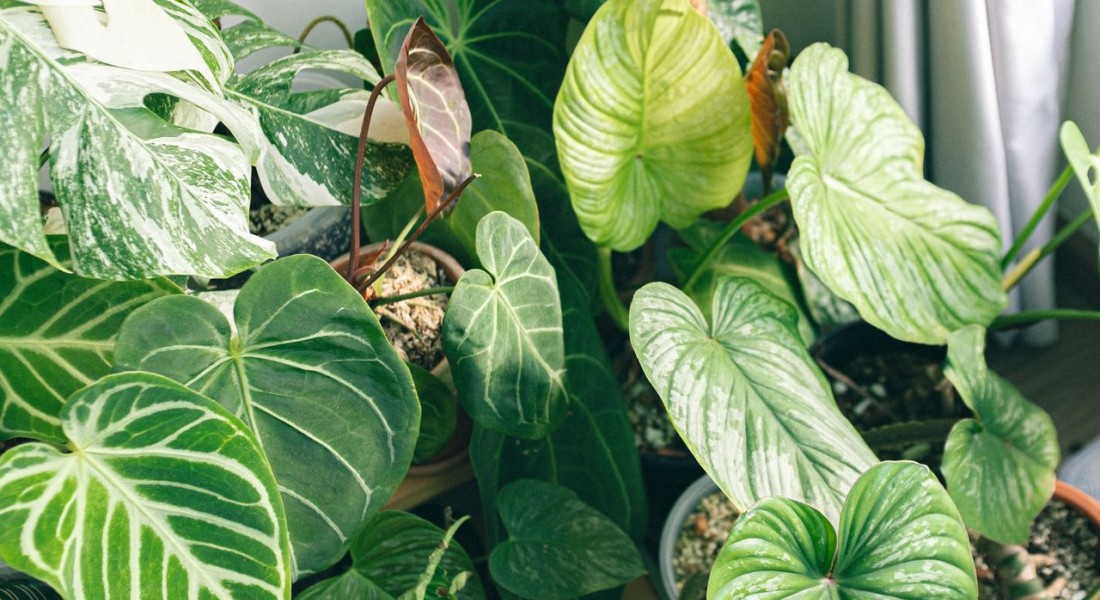 7 manieren om jouw tuin vrolijk in te richten met kunstplanten