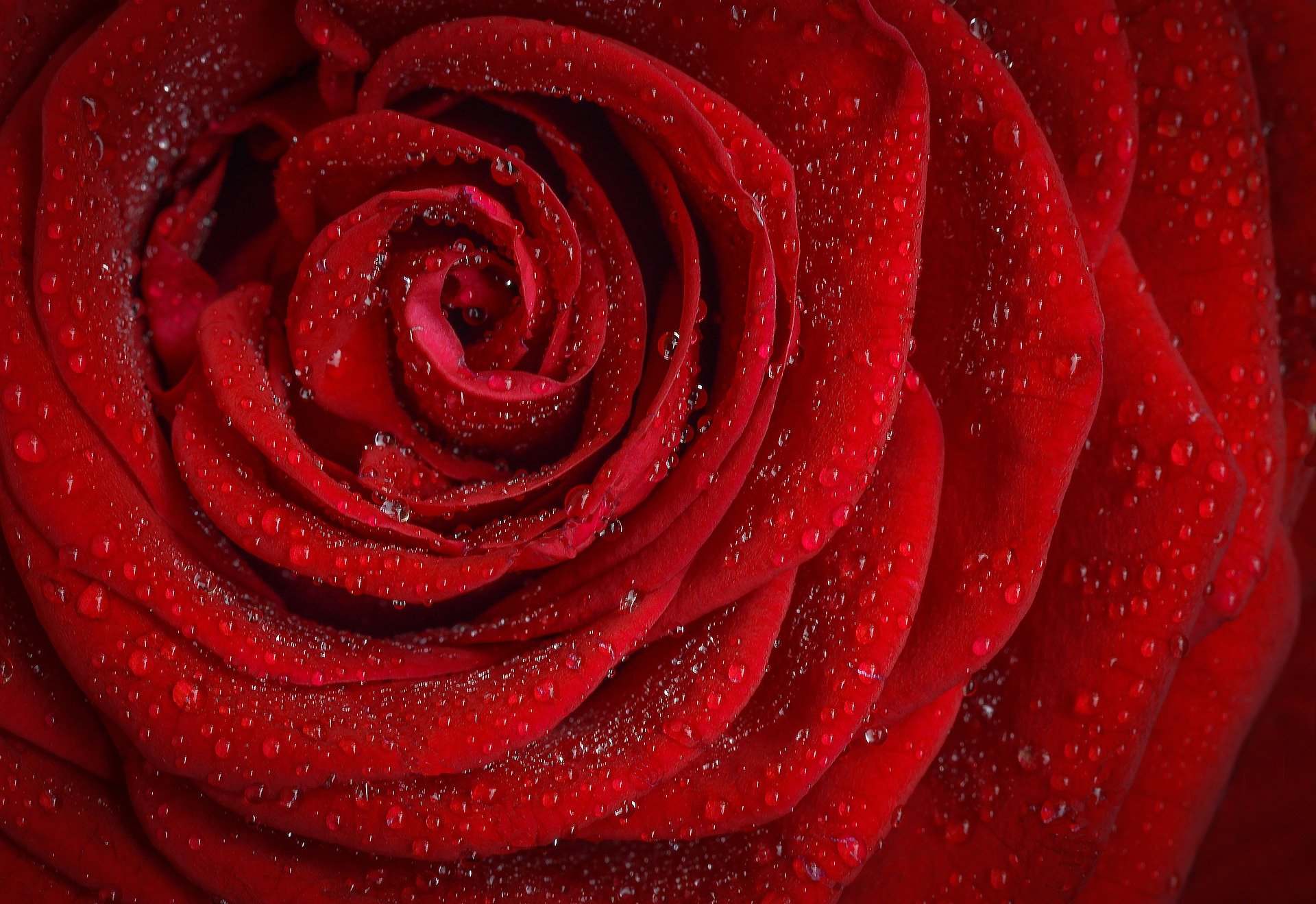 Rozen bestellen? Dit zijn de betekenissen van de verschillende kleuren rozen #rozen #bloemen #bestellen