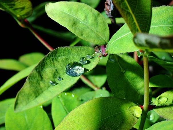 Benut regenwater door het op te vangen met een regenton #tuin #regenton #gamma 