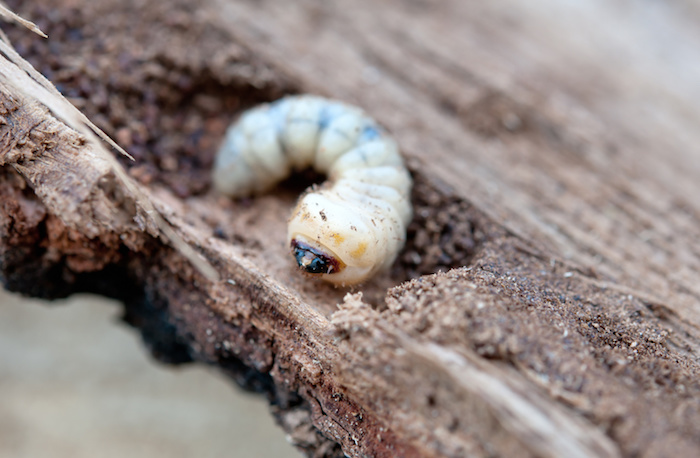 Haardhout in huis voor de houtkachel. Houtworm bestrijden #houtworm #haardhout