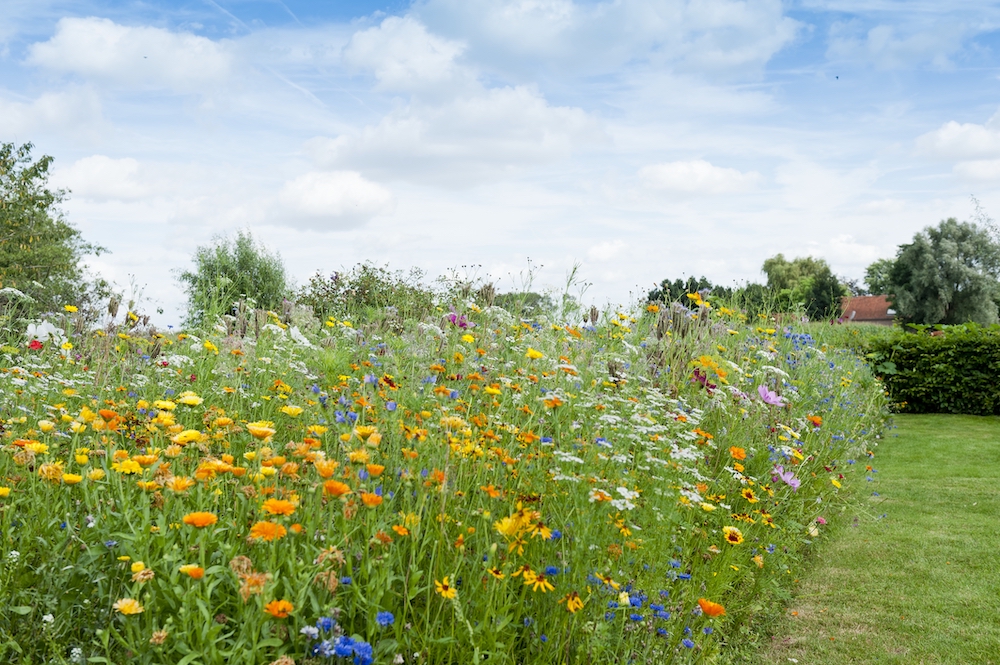 Bloemenmengsels zaaien voor bloemen, bijen, vlinders en andere bestuivers. En een gezonde bodem #tuin #bloemen #vlindertuin #zaaien #tuininspiratie