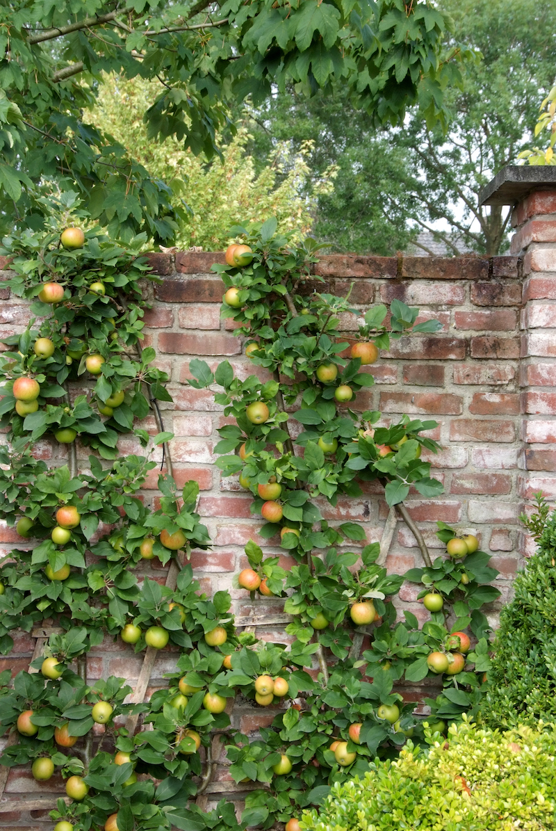 Tuintrends door tuinbranche Nederland #tuin #tuinidee #klimplanten #fruitbomen #tuintrends