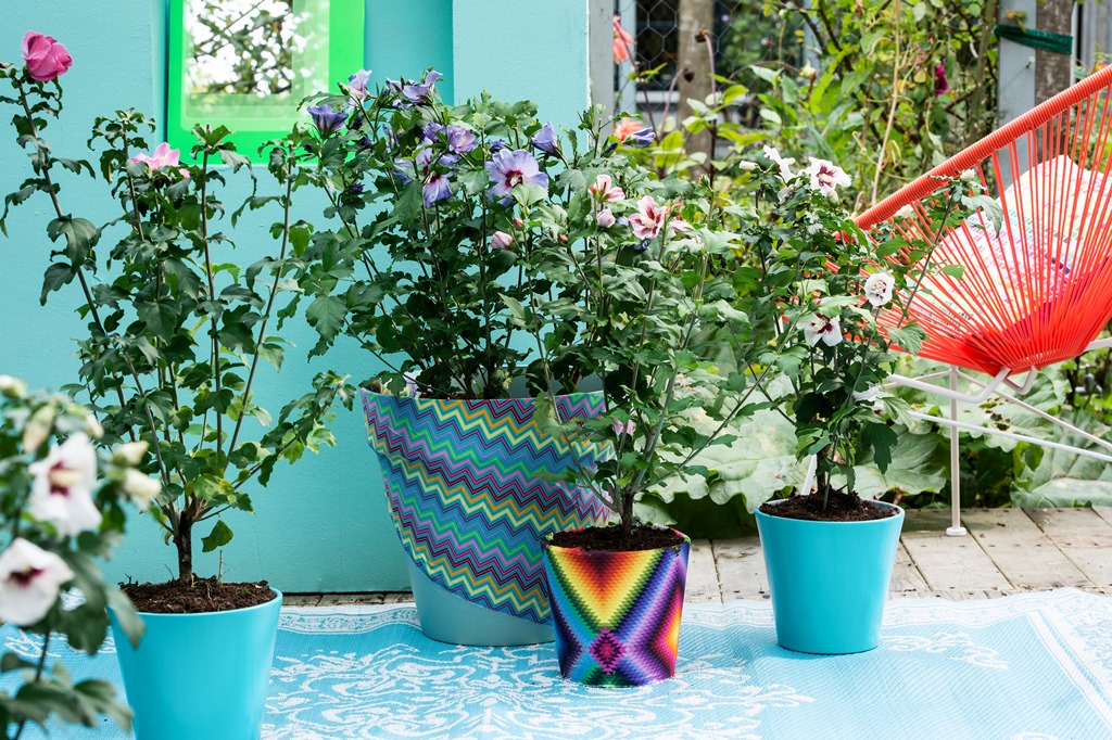 Kleurrijke planten voor het terras. De hibiscus is iuitgeroepen tot balkon- en terrasplant van het jaar