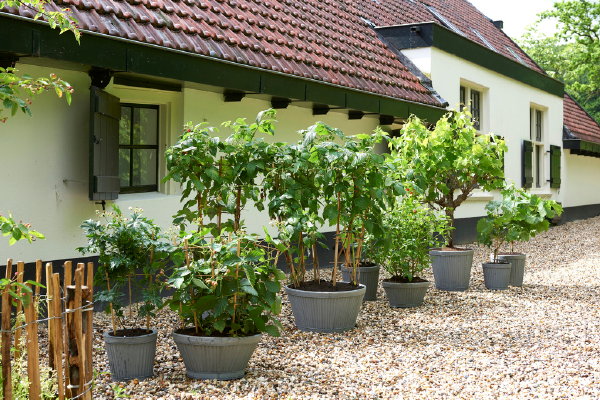 Tuinplant van de maand juni - klimfruit. Bron: mooiwatplantendoen #klimfruit #druif #tuin #tuinplant #mooiwatplantendoen