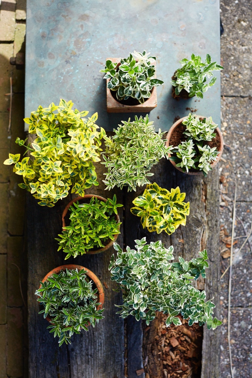 sterke planten voor je balkon en terras #balkon #planten