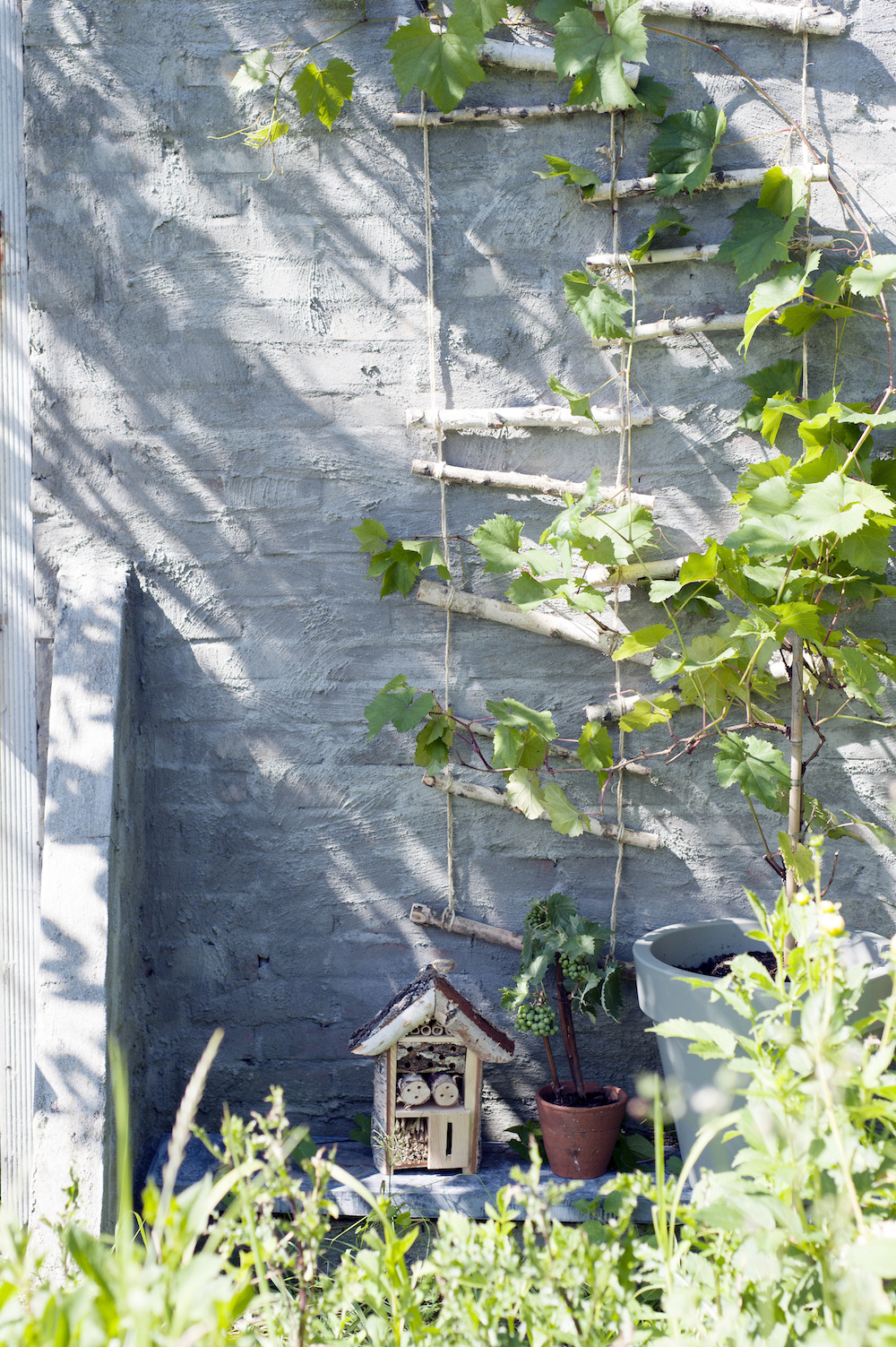 Klimmers op het balkon of het terras. Planten. Mooiwatplantendoen #balkon #terras