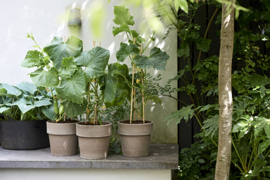 groenteplanten in de tuin - mooiwatplantendoen #tuin #terras #groenteplanten #tuininspiratie #mooiwatplantendoen