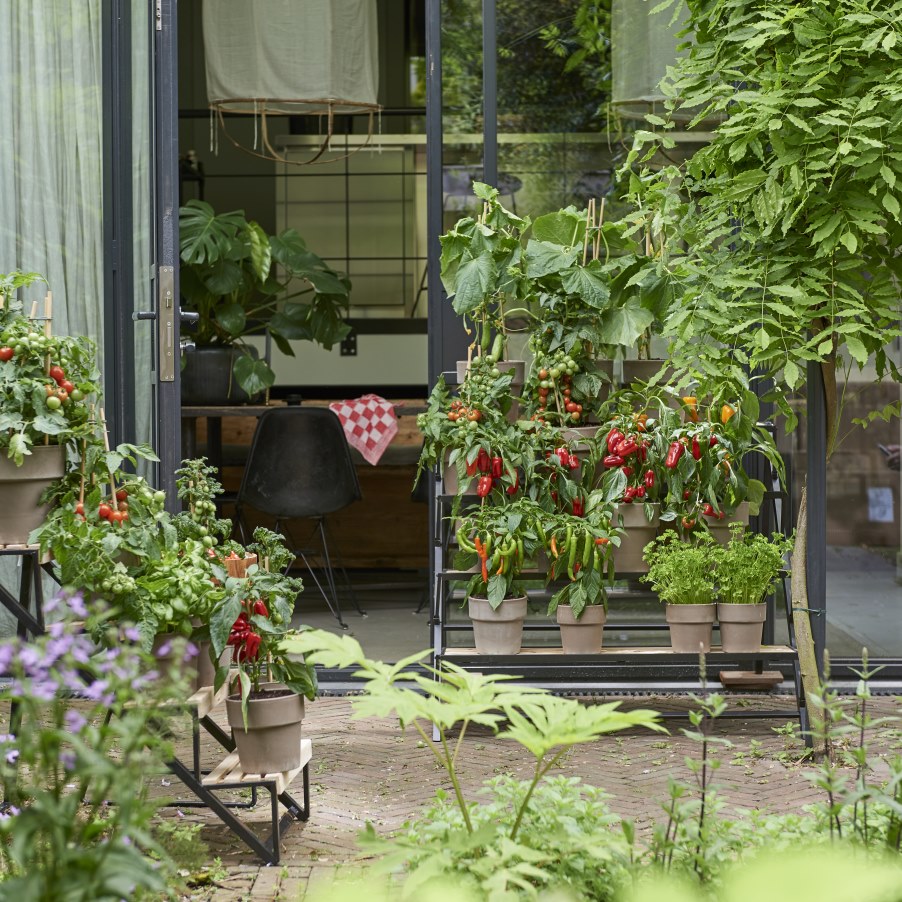 Vertical gardening - groenteplanten in de tuin - mooiwatplantendoen #tuin #terras #groenteplanten #tuininspiratie #mooiwatplantendoen