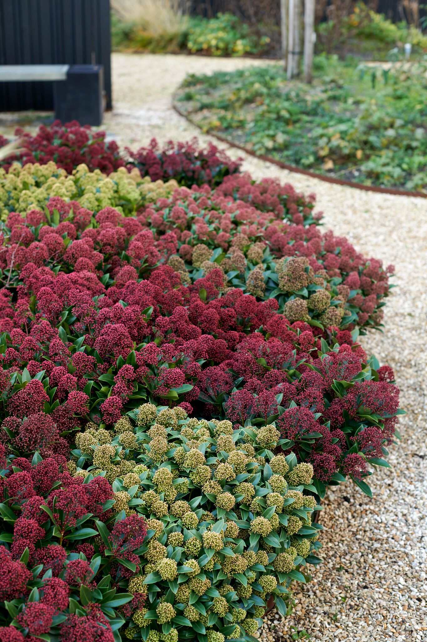 Tuinplant voor herfst en winter #winterwonderland #tuinplant #skimmia #tuin #Tuininspiratie 