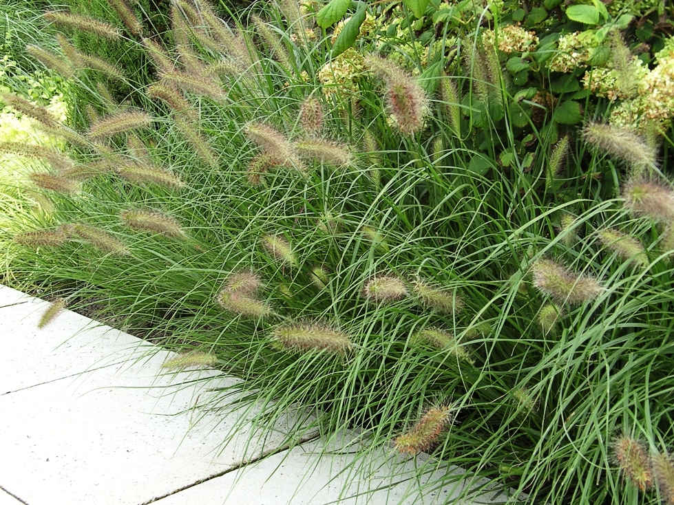 Tuintrend: de groene tuin