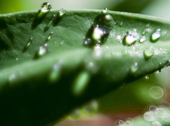 Plantenvoeding en voorzorging voor planten in de tuin en in huis