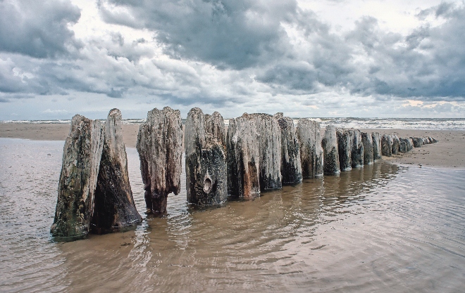 Earth And Fire Driftwood