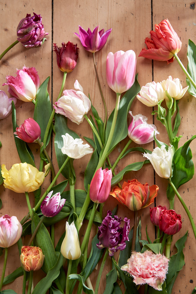Foto5 x tulpen in huis