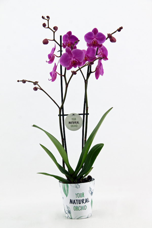Bio orchidee