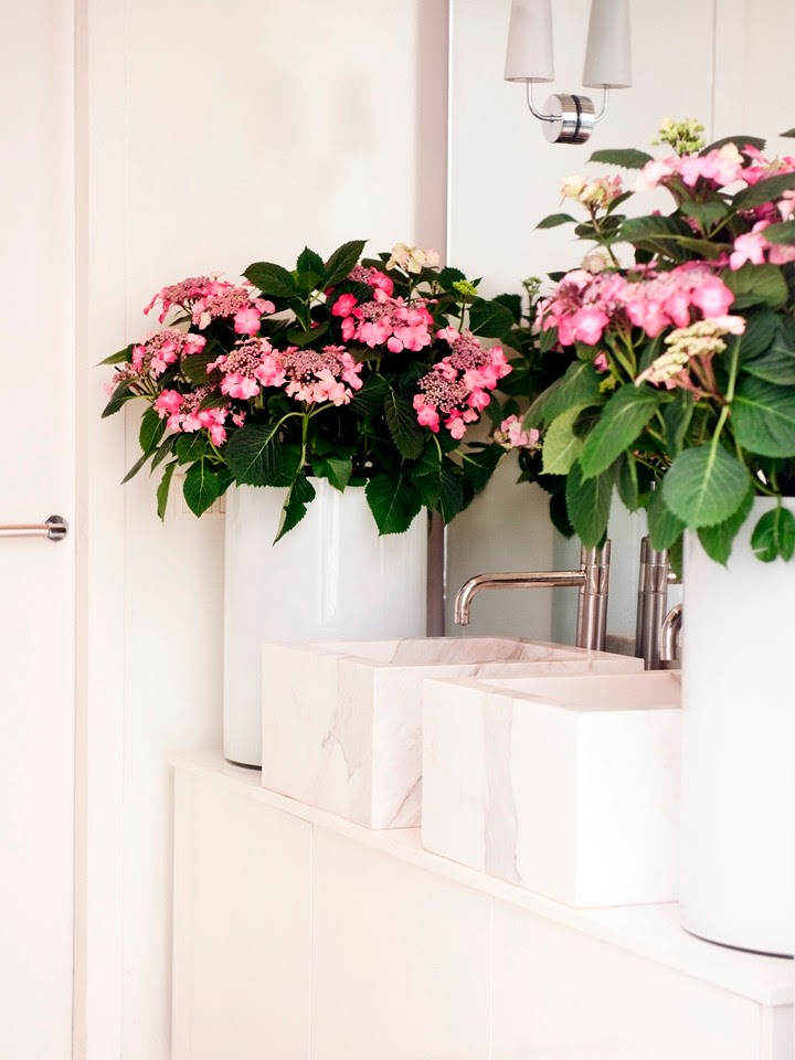 Hortensia in de badkamer