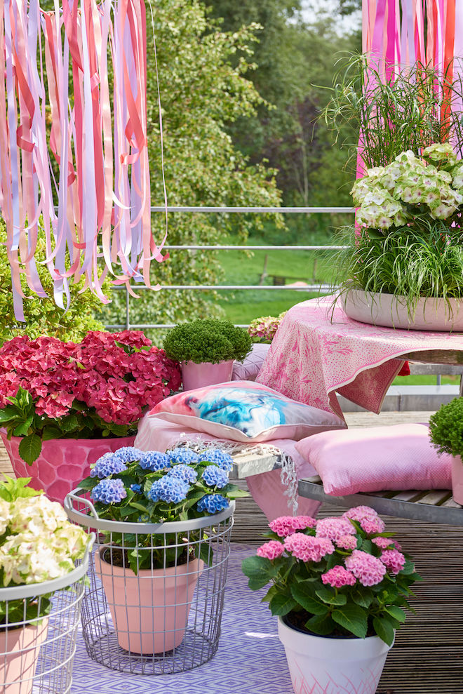 Hortensia's