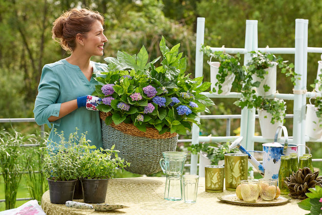 Hortensia's