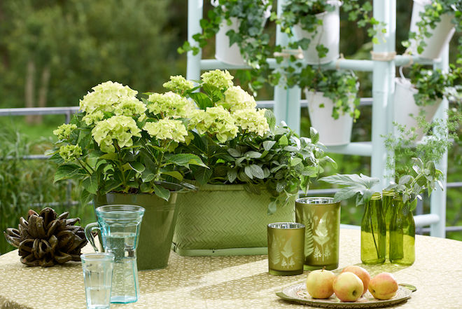 Hortensia's