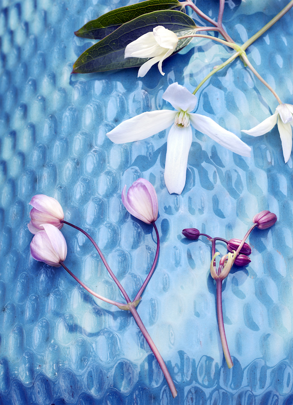 Clematis, kleurrijke klimmer