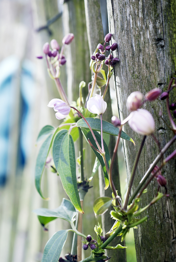 Clematis, kleurrijke klimmer