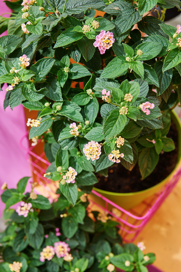 Lantana terrasplant 2017