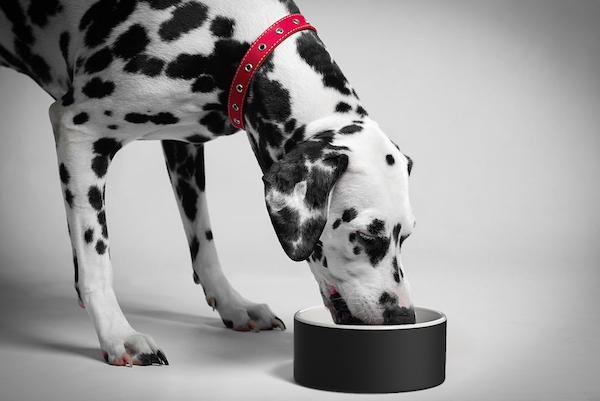 FotoSlimme eet- & drinkbakken voor honden