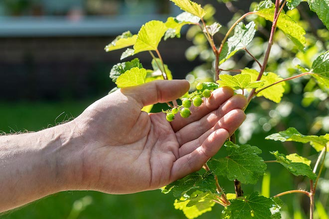 Meer groen minder tegels in je tuin