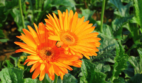 oranje bloemen