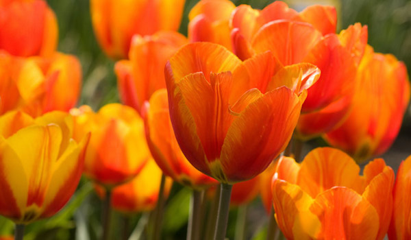 Oranje bloemen