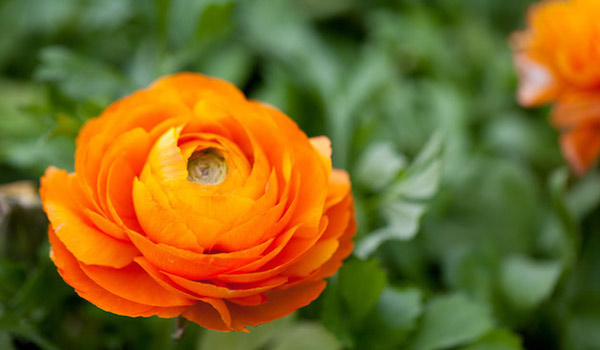 Oranje bloemen