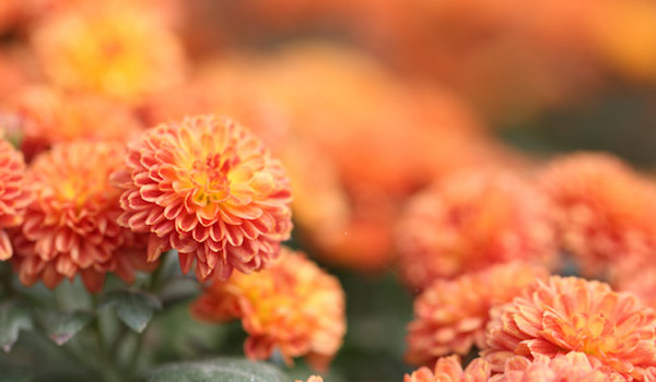 oranje bloemen