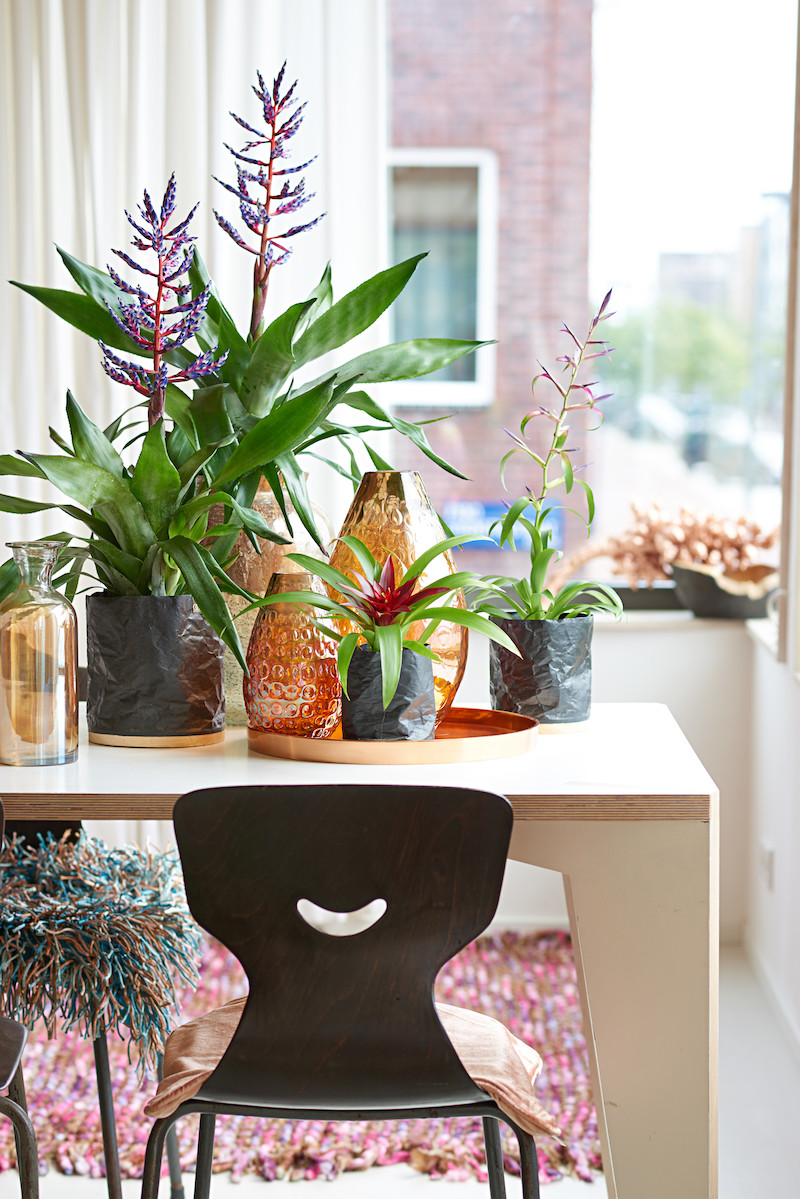 Planten in huis