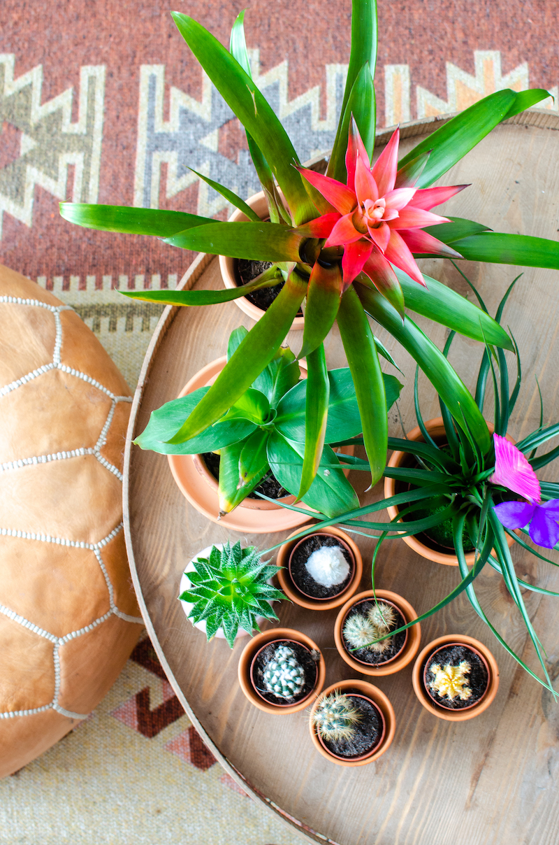 Planten in het interieur