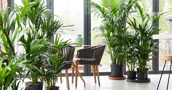 Style je interieur met de woonplant van januari #interieur #interieurinspiratie #kentiapalm #groen #groeninhuis #planten