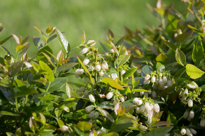 Snoepen uit eigen tuin