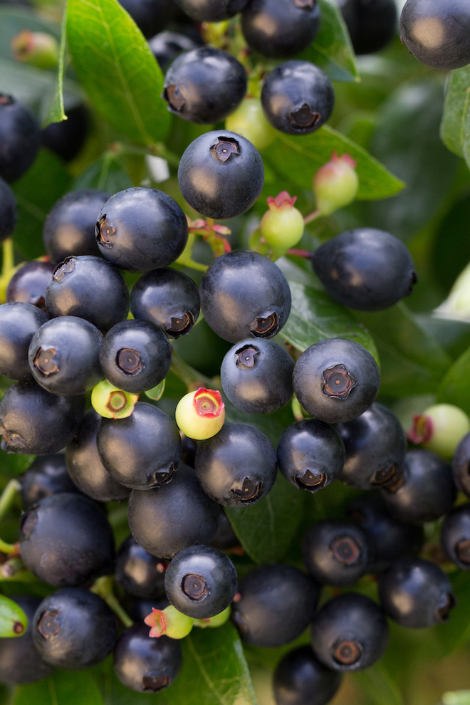 Snoepen uit eigen tuin