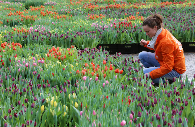 Tulpen plukken Amsterdam