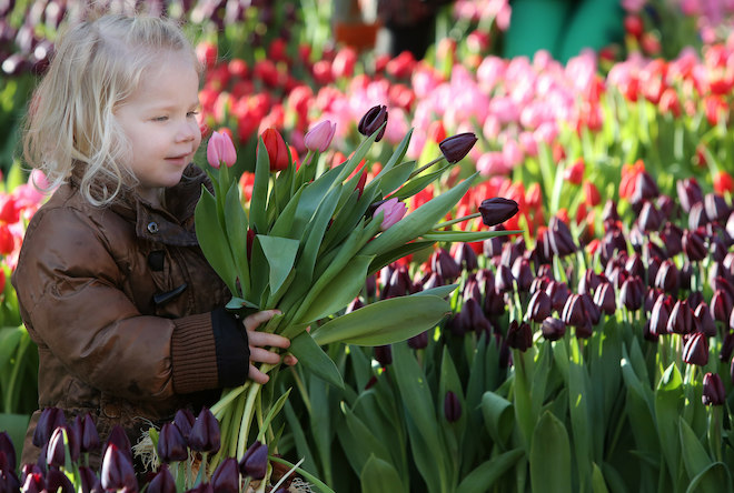 Tulpen plukken Amsterdam