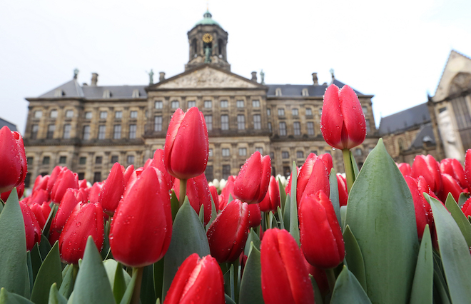 Tulpen plukken Amsterdam
