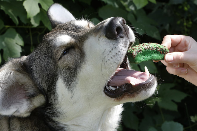 Gezonde petsnacks