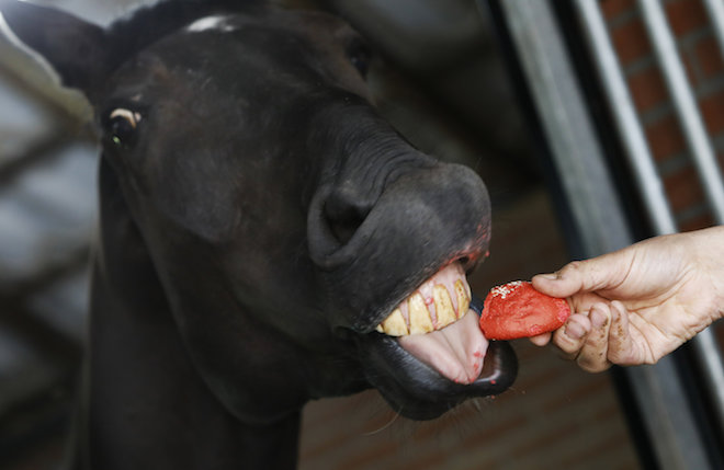 gezonde petsnacks